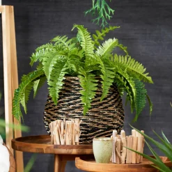 CASA OAK Socle Naturel