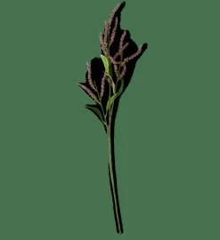 CASA OPHIO Branche Mauve