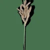 CASA PINE Branche Doré