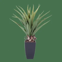 CASA VERA Aloe Vera Vert